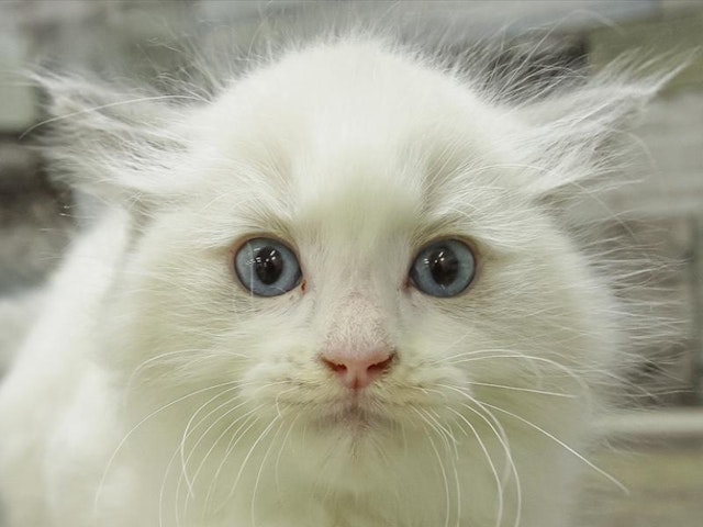 静岡県のラグドール (ペッツワン沼津店/2024年2月2日生まれ/男の子/ブルーポイントバイカラー)の子猫